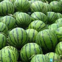 今日麒麟瓜最新价,市场行情一览