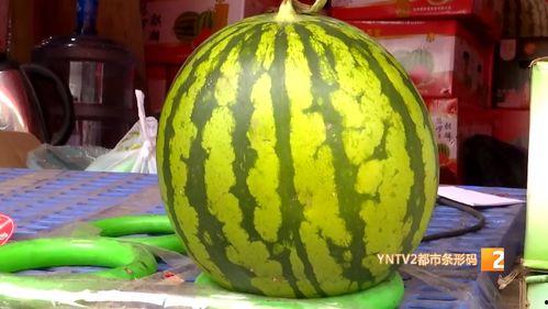 今日麒麟瓜最新价,市场行情一览